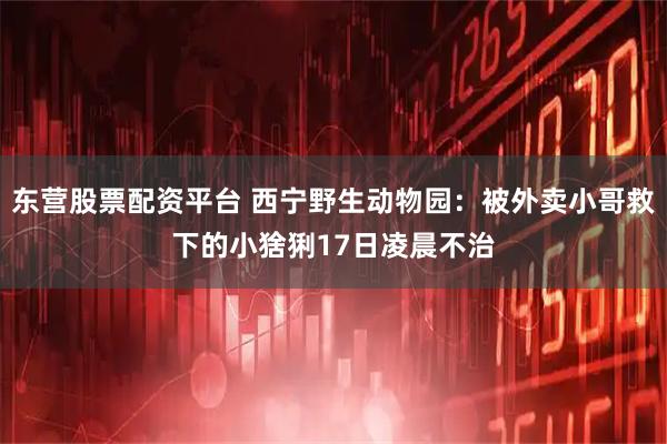 东营股票配资平台 西宁野生动物园：被外卖小哥救下的小猞猁17日凌晨不治