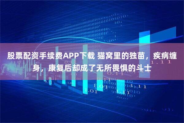 股票配资手续费APP下载 猫窝里的独苗，疾病缠身，康复后却成了无所畏惧的斗士